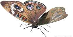 Metal Earth Buckeye Butterfly model Kit