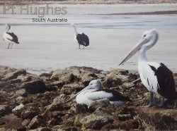 Post Card Pelicans Port Hughes