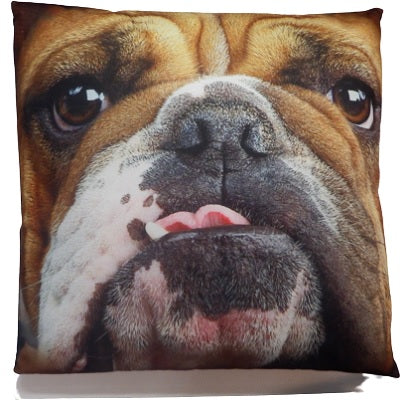 Bulldog close up Cushion