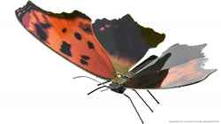 metal earth eastern Comma Butterfly Model Kit