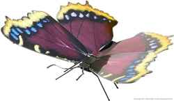 Metal earth morning Cloak Butterfly Model Kit
