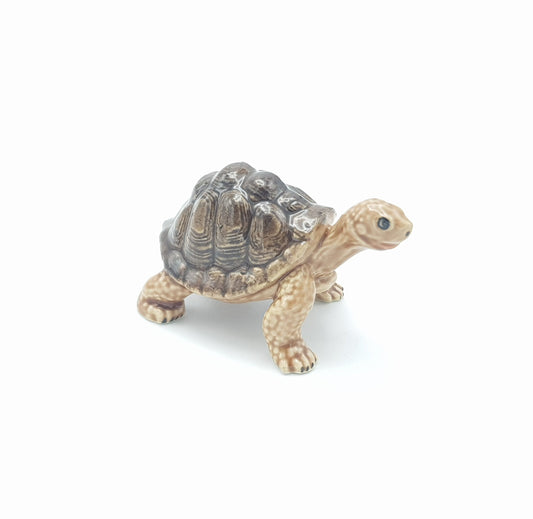 Brown Tortoise Head Up