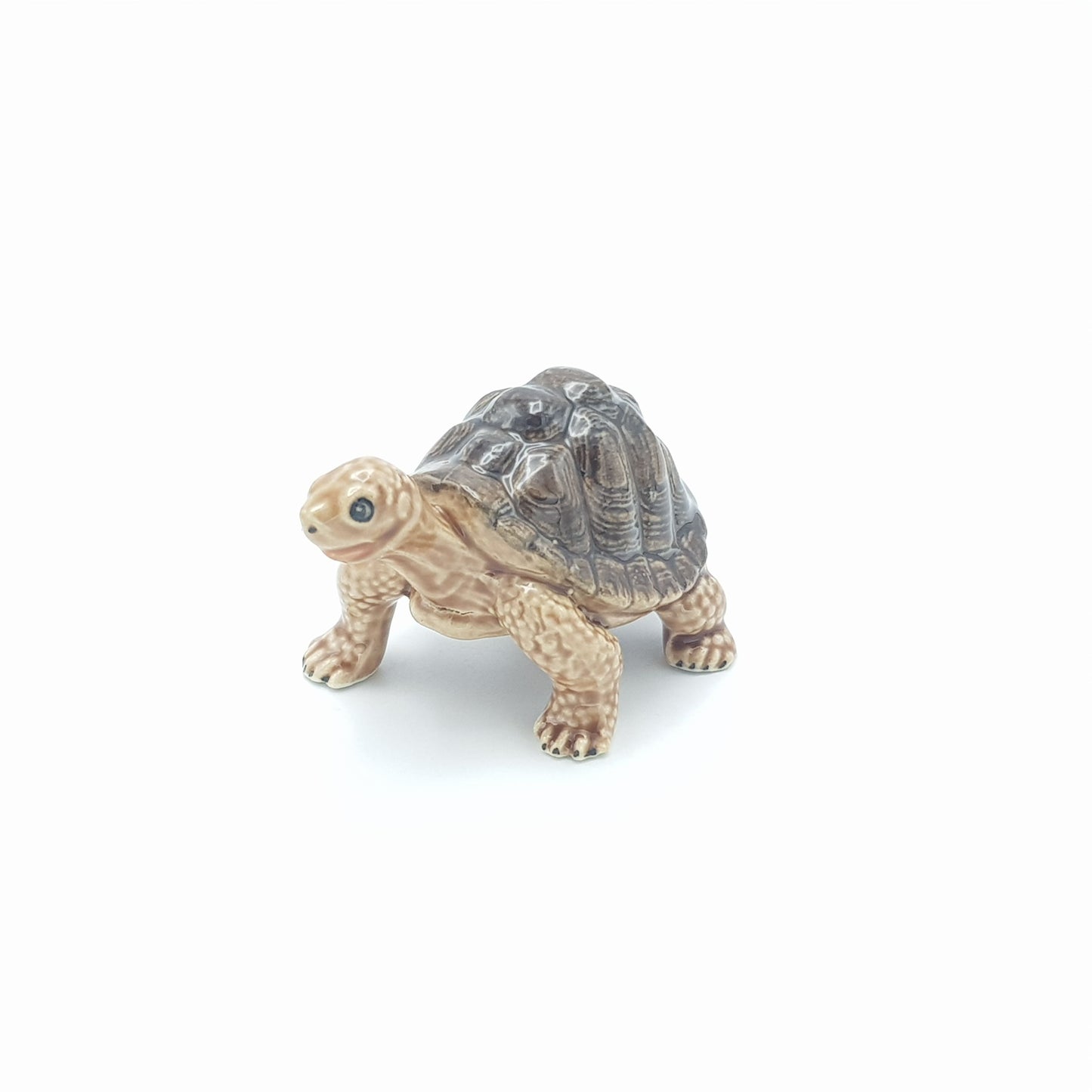 Brown Tortoise Head Up