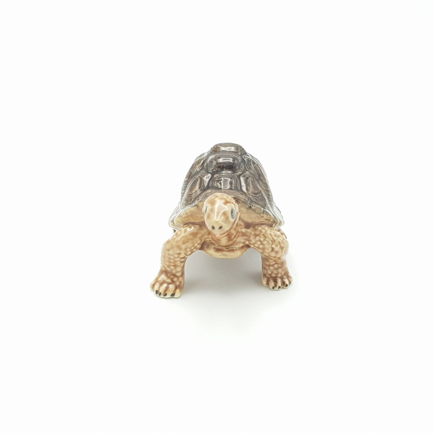 Brown Tortoise Head Up