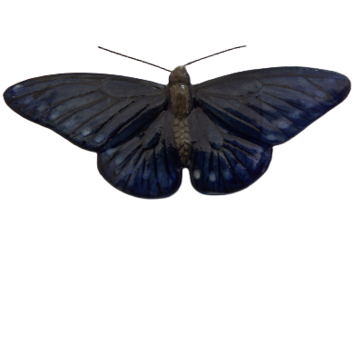blue butterfly open wings on white background