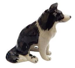 large Border Collie Sitting