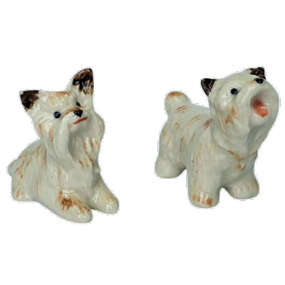 2 yrkshire terriers on whie backgrouns
