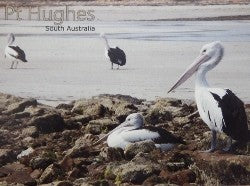Post Card Pelicans Port Hughes