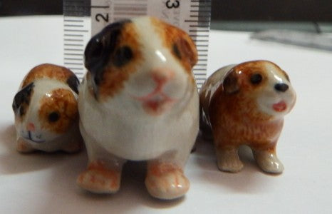 Guinea Pig  Family Set  6