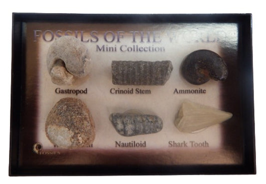 Fossils of the world Mini Collection