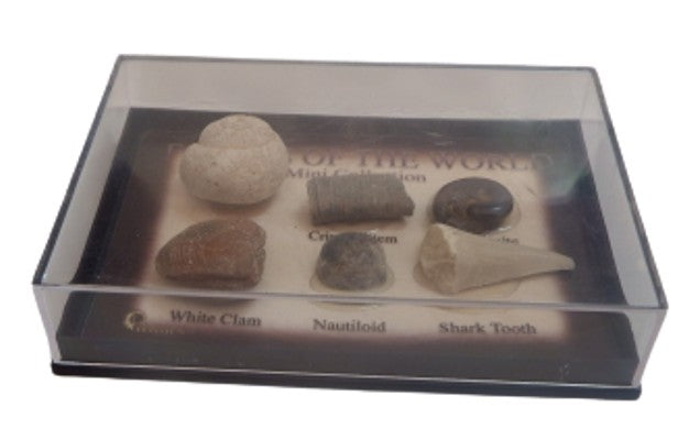 Fossils of the world Mini Collection