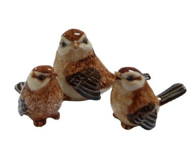 Sparrow Family   Set 3