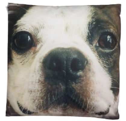 Boston Terrier close up Cushion